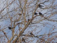 Redwings in Sweet Gum.jpg