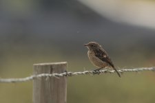 Algarve Portugal, birds  2010 A.Dancy cr No 3 1108.jpg