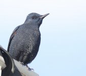 rock thrush blue 01.jpg