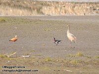 Red breasted goose 2.jpg