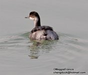 black necked grebe.jpg