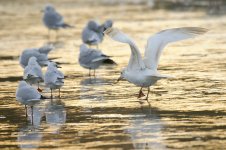 leucistic_herring_gull-00010.jpg