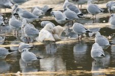 leucistic_herring_gull-00017.jpg