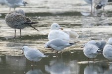 leucistic_herring_gull-00025.jpg