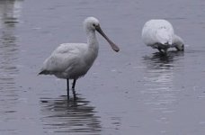 spoonbillholes290111.jpg