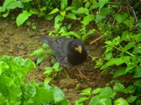 DSCN4319 Japanese Thrush bf.jpg