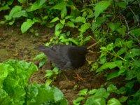 DSCN4320 Japanese Thrush 2 bf.jpg