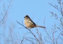 Long-tailed Rosefinch.jpg