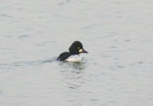 Common Goldeneye.jpg