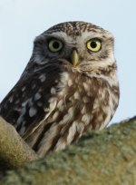 littleowl@ravensworthfell3.jpg