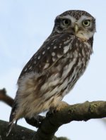 littleowl@ravensworthfell4.jpg