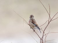 IMG_1990_Linnet.jpg