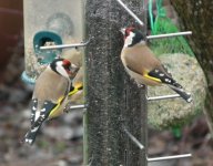 goldfinch pair cropped iso 800 f56 763mm 04-01-2011 11-44-16 2256x1770.JPG