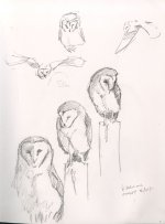 barnowl-sketches-16-01-11.jpg