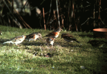 Finches_Feb_2011.gif