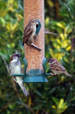 2011-014-Sparrows.jpg