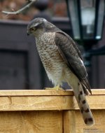 sparrowhawk 750x750.JPG