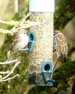 tree sparrows.jpg