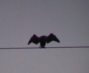 bird on a wire.JPG