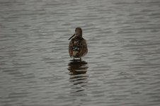 long-billed-dowitcher.jpg