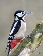 Woodpecker Great Spotted.jpg