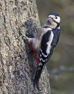 Woodpecker Great Spotted 1.jpg