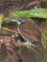 Bicolored  Antbird - Pipeline Road, Panama - copyright by Blake Maybank.jpg