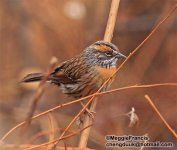 rufous breasted accentor.jpg