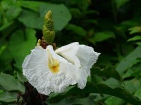 Flower, unidentified -  Achiote Road - copyright by Blake Maybank.jpg