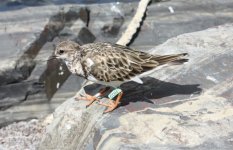 Ruddy Turnstone St Croix.jpg