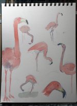 flamingo sketch.jpg