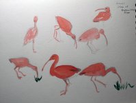 scarlet ibis.jpg