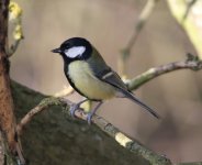 Great Tit3.jpg