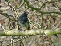 L1380412_Black Redstart.jpg