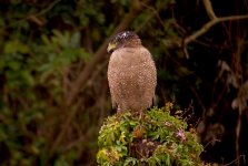 DSCN4345 Crested Serpent Eagle bf.jpg