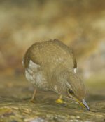 pale thrush fem 2x_DSC9336.jpg