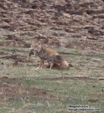 Tibetan Fox.jpg