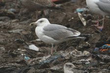 190211 - Caspian Gull 3rd winter Pitsea Tip Green 70P3 WEB 239.JPG