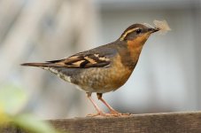 Varied thrush ps.jpg