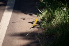 3. Yellow bird by road.jpg