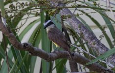 1. Yellow and brown bird.jpg