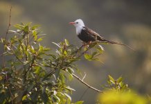 DSCN4099 Back Bulbul 1 bf.jpg