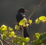 DSCN4099 Back Bulbul 2 bf.jpg