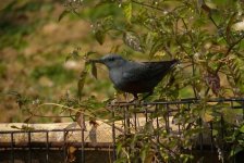 DSCN4127 Blue Rock Thrush bf.jpg