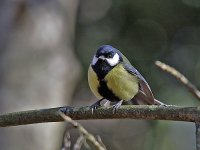 IMG_2388_Great Tit.jpg