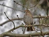 IMG_2503_Song Thrush.jpg