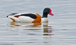 Shelduck1SB800.jpg