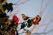 Blackcap small.jpg