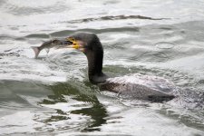 Cormorant small.jpg