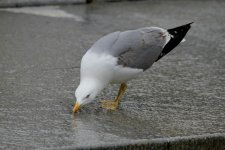 Yellow-legged Gull small.jpg